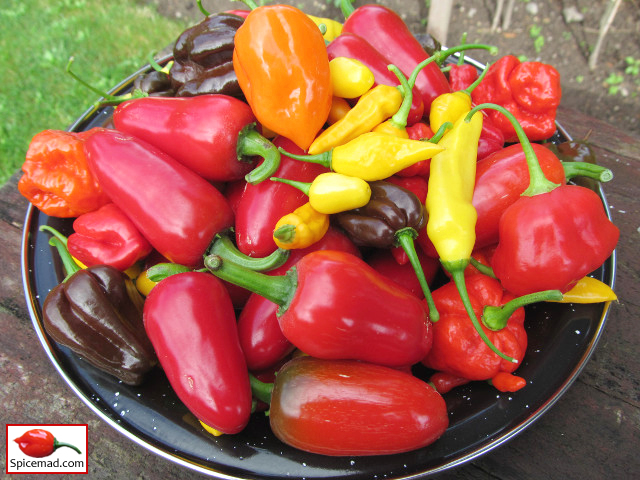 Chilli Harvest - 2nd October 2019