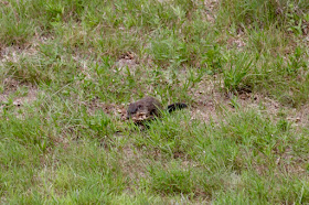 our new neighbor, Mr. / Ms. Woodchuck