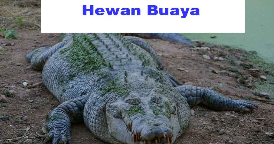  Hewan  Buaya  Deskripsi Ciri Jenis Manfaat dan Bahaya 