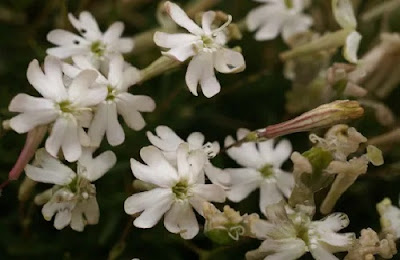 Flor de la hierba de las piedras o salsufragi