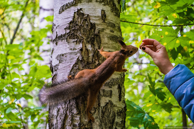 Белка тянется с дерева к руке с орешком