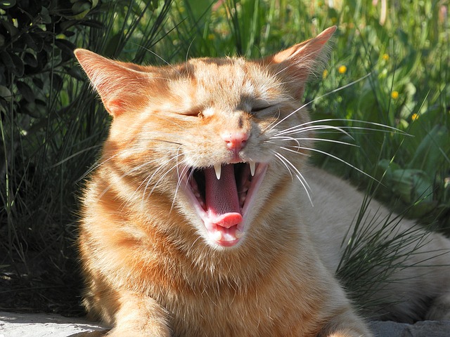 Fur Everywhere: Cat Anatomy: The Teeth and Tongue
