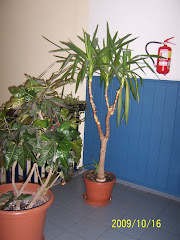 One of the plants areas