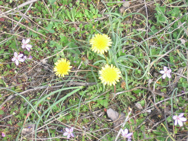 Глуварче - Taraxacun officinale