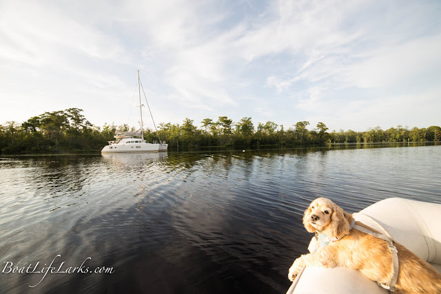 Sail catamaran at anchor, dog in dinghy