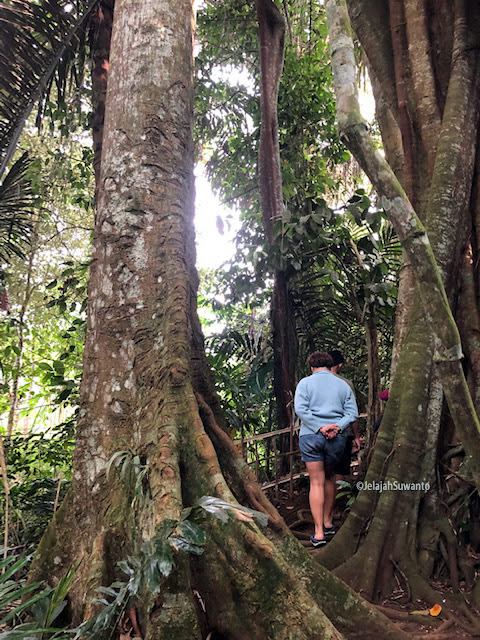 Boro-boro monyet, kadal saja enggan menampakkan diri. Tunggu Lawang hutan keramat yang hilang wibawanya || ©JelajahSuwanto