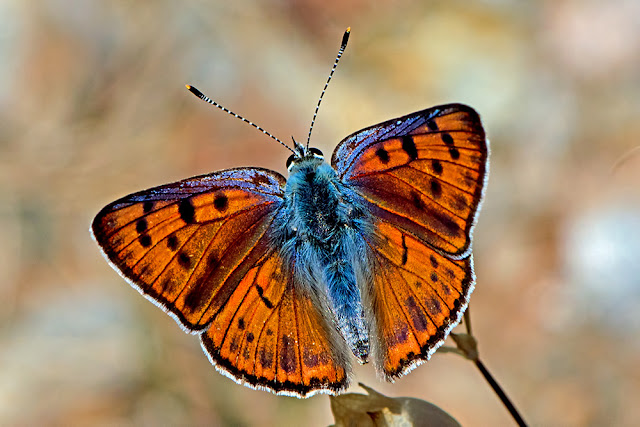 Lycaena alciphron the Purple-shot Copper butterfly