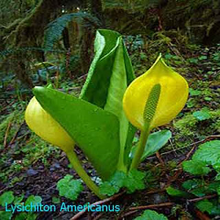 Lysichiton Americanus