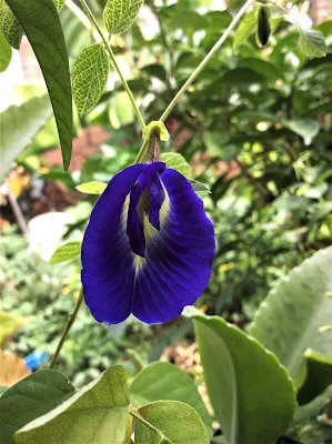 Clitoria ternatea Clitoria ternatea