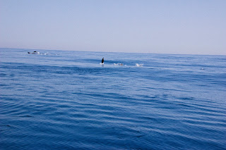 Delfines Estrecho Gibraltar