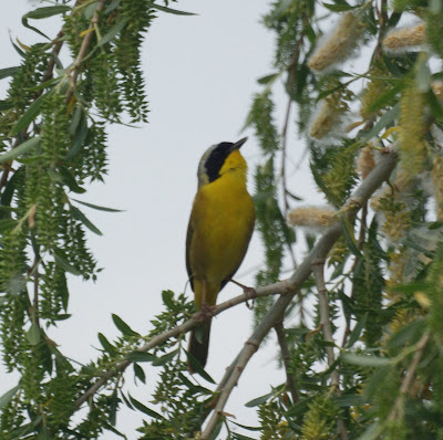 Common Yellowthroat