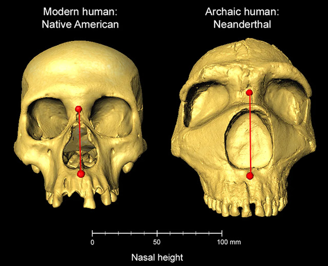 Tamaño de la nariz de los cráneos humanos neandertales curiosciencia