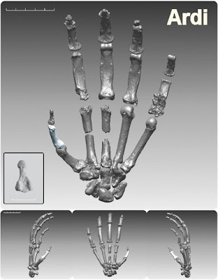 bones of hand of Ardipithecus ramidus