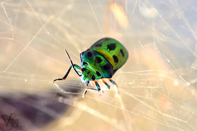 A Jewel bug or metallic shield bug trapped in spider web