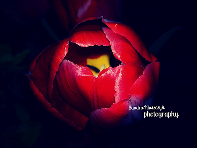 RED TULIP