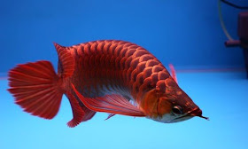 Ikan arwana merah, ikan hias