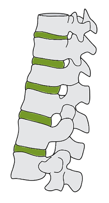 Columna vertebral