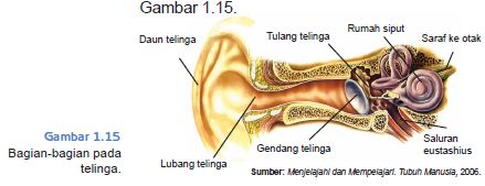 FUNGSI ALAT TUBUH MANUSIA SELAMAT DATANG DI BLOG ED RAJO 