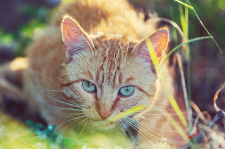 10 consejos para obtener excelentes fotos de tu gato
