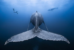 The tail of a humpback whale sticking out of the water.