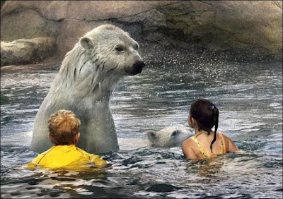 Swimming with Polar Bears | Shocking Polar Bear Photos Seen On www.coolpicturegallery.us