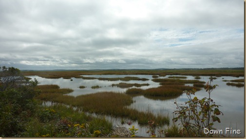 Plum Island_005 (1)