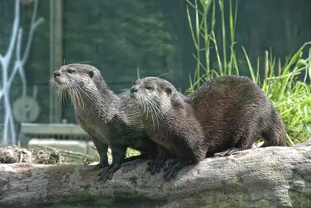 25 Fakten über Otter: Eine faszinierende Welt unter Wasser
