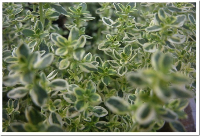 Lemon Thyme