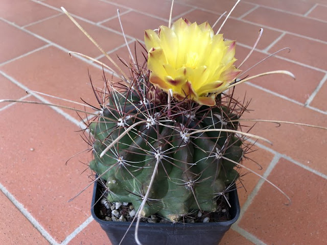 Ferocactus hamatacanthus