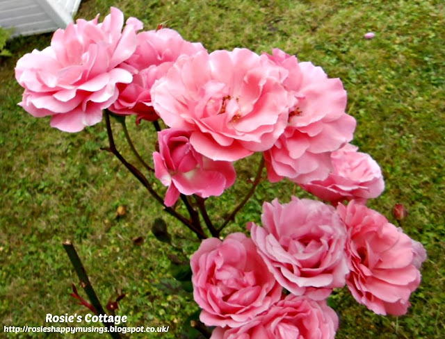 Beautiful roses are a blessing to any garden.