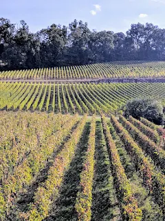 Photos of France: Vineyards near St. Emilion