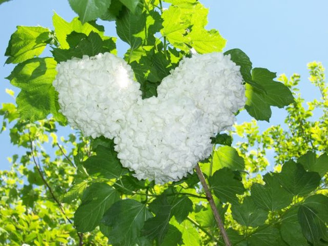 Bloom White flowers