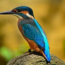 Amazing Facts about birds in Hindi | पक्षियों के बारे में रोचक जानकारी