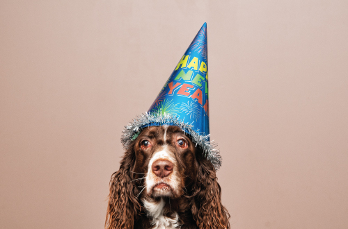 dog with new years eve party hat on