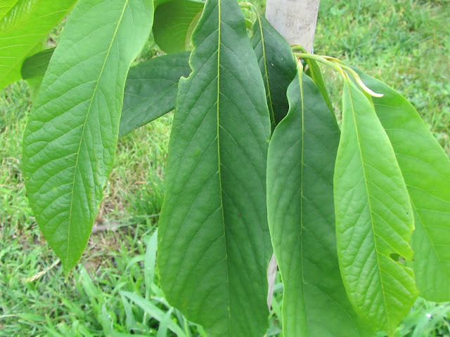 Foglie Asimina triloba