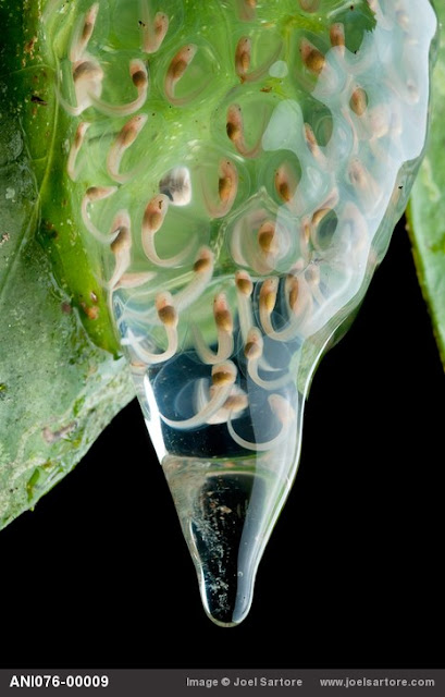 The Vanishing Amphibian Species by Joel Sartore_MyClipta