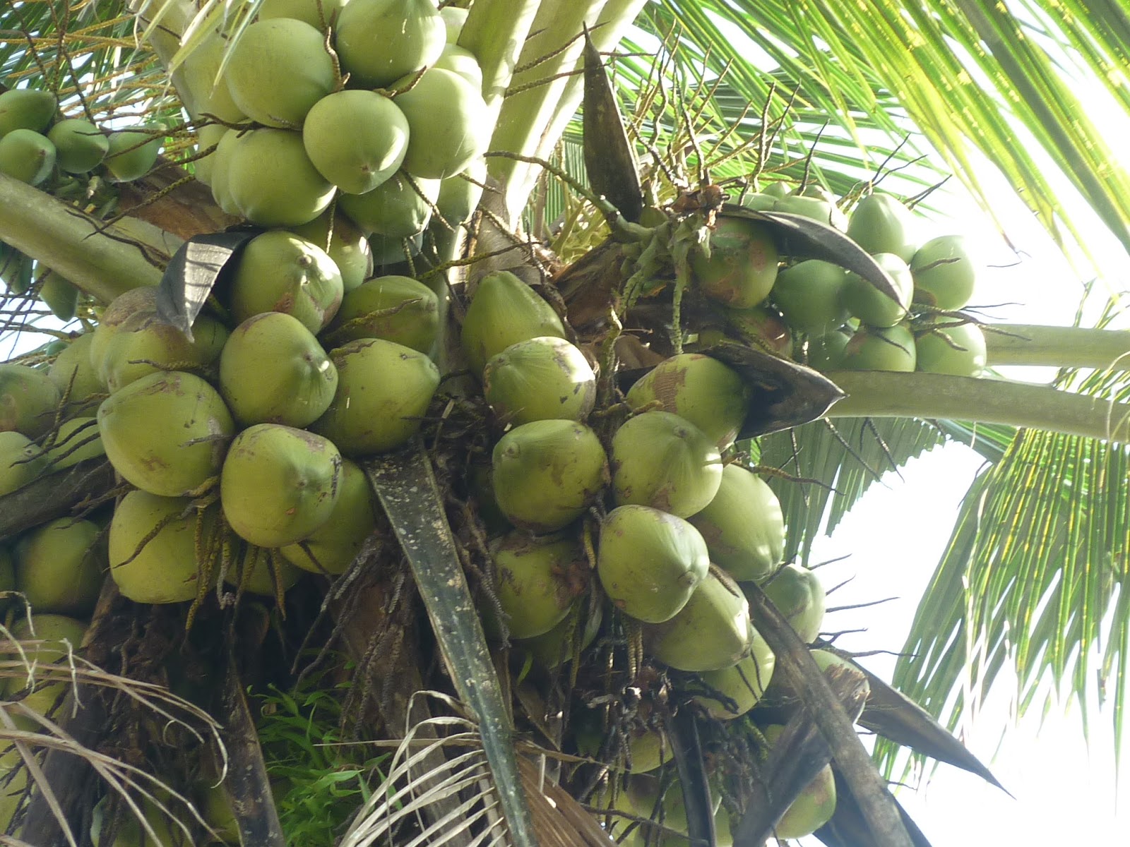 Manfaat Mengkonsumsi Kelapa  Hijau untuk Ibu Hamil 