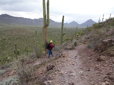 Brown Mt. Trail