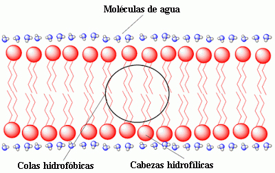 Bicapa fosfolipídica de la membrana celular