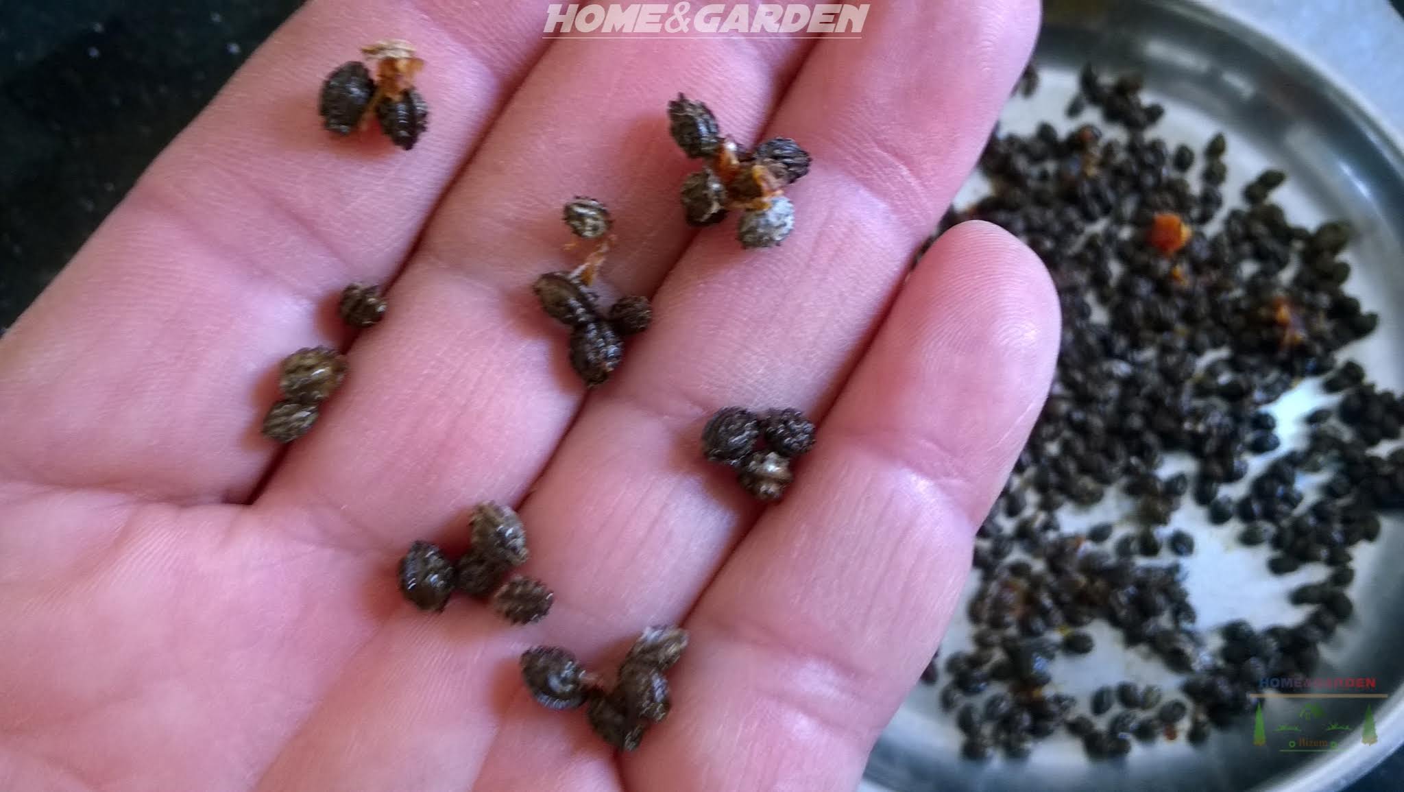 Dry the seeds in a shady place. Once they are totally dry, you can use them for plantation.