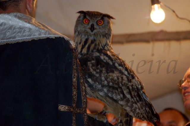 Cetrería en la Feria Medieval de Betanzos