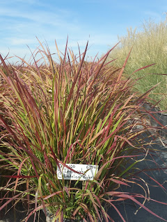 Blood Grass