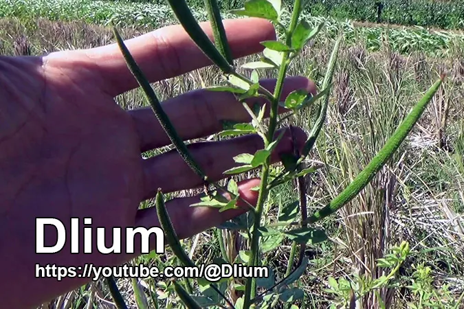 Dlium Asian spiderflower (Cleome viscosa)