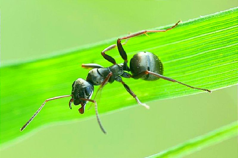 Las hormigas Formica fusca pueden detectar cáncer en orina de ratones