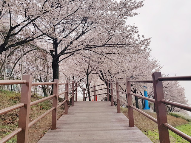 Anyangcheon Stream Cherry Blossom Road
