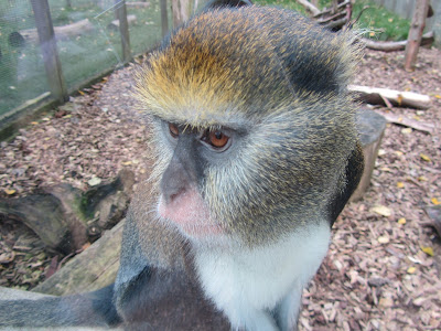 Macacos usam recurso de linguagem similar ao dos humanos