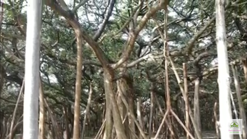 The bigest banyan tree, world's largest banyan tree india
