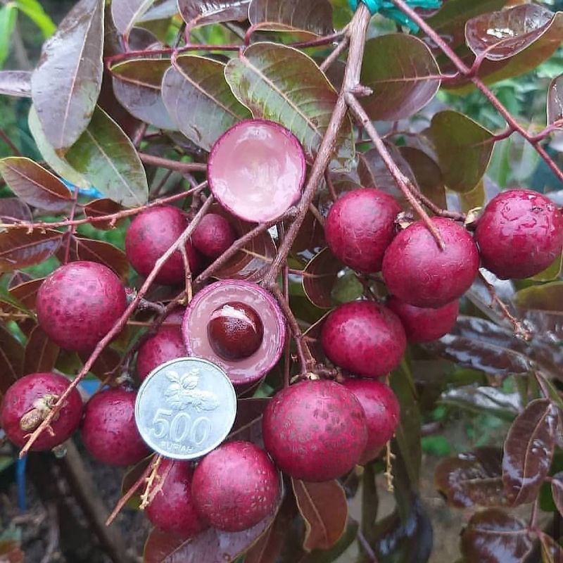 pohon kelengkeng merah harga Sumatra Barat