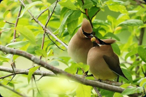 Amazing Beauty of Waxwing Birds6