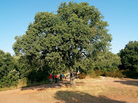 L'Alzina del Pla de l'Omeda